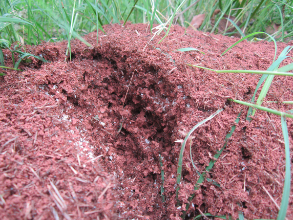 公園、社區(qū)、校園等公共場所進行有效紅火蟻防制